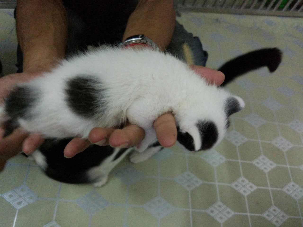 小熊猫 领养申请信息公示