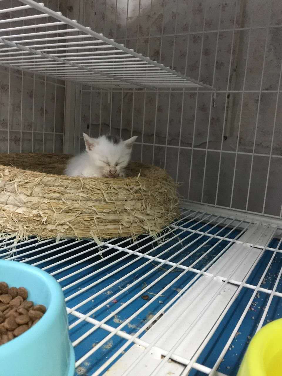 ţ