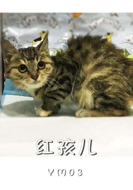 红孩儿 领养申请信息公示